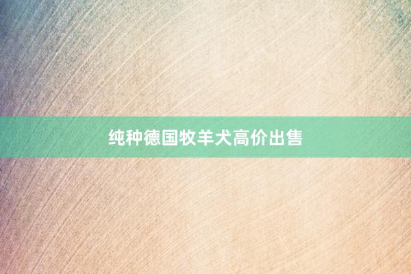 纯种德国牧羊犬高价出售